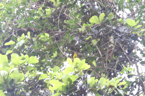 Goldenface (Pachycare flavogriseum), photo 9