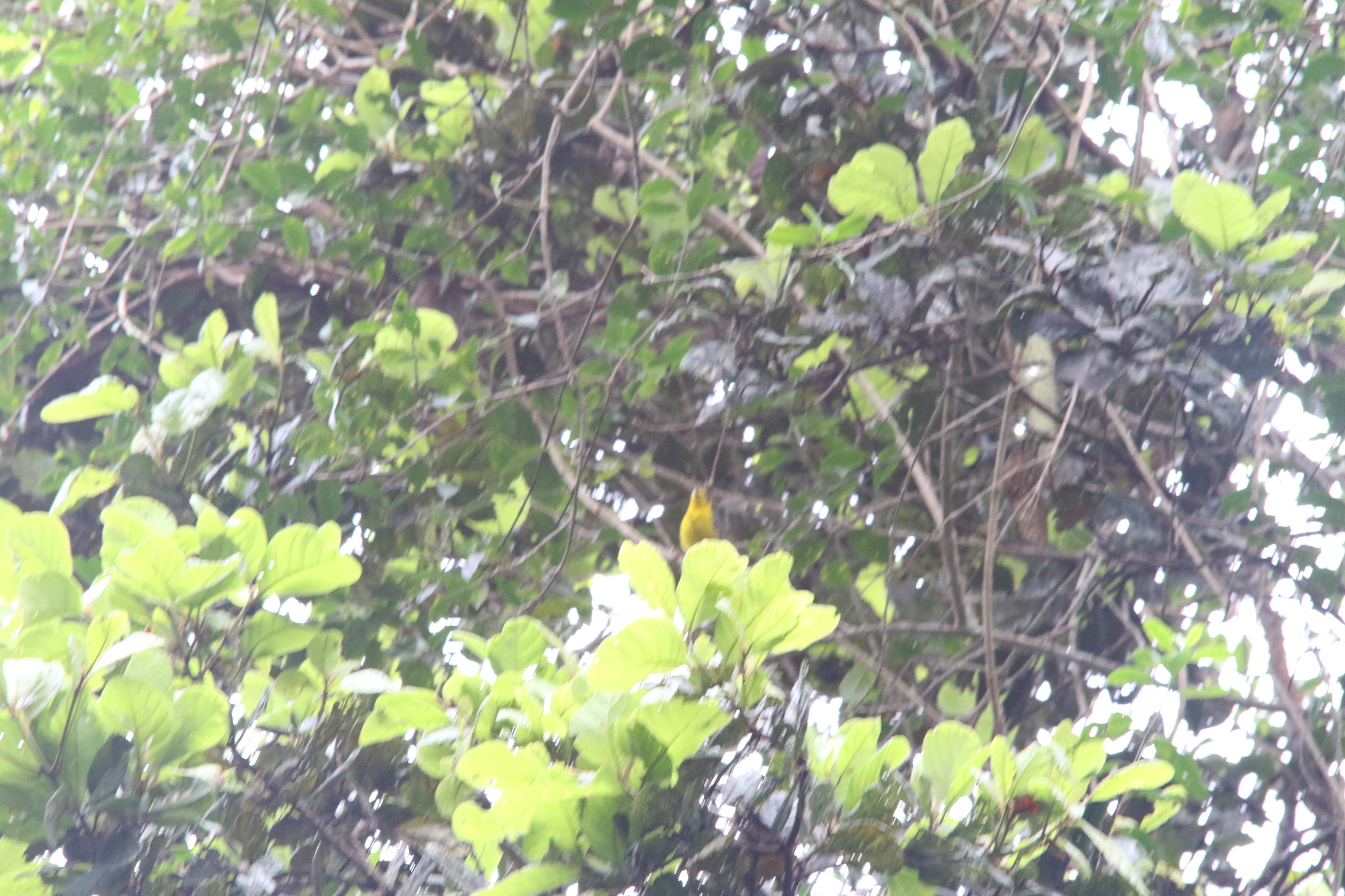 Goldenface (Pachycare flavogriseum), photo 9