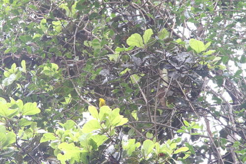 Goldenface (Pachycare flavogriseum), photo 7