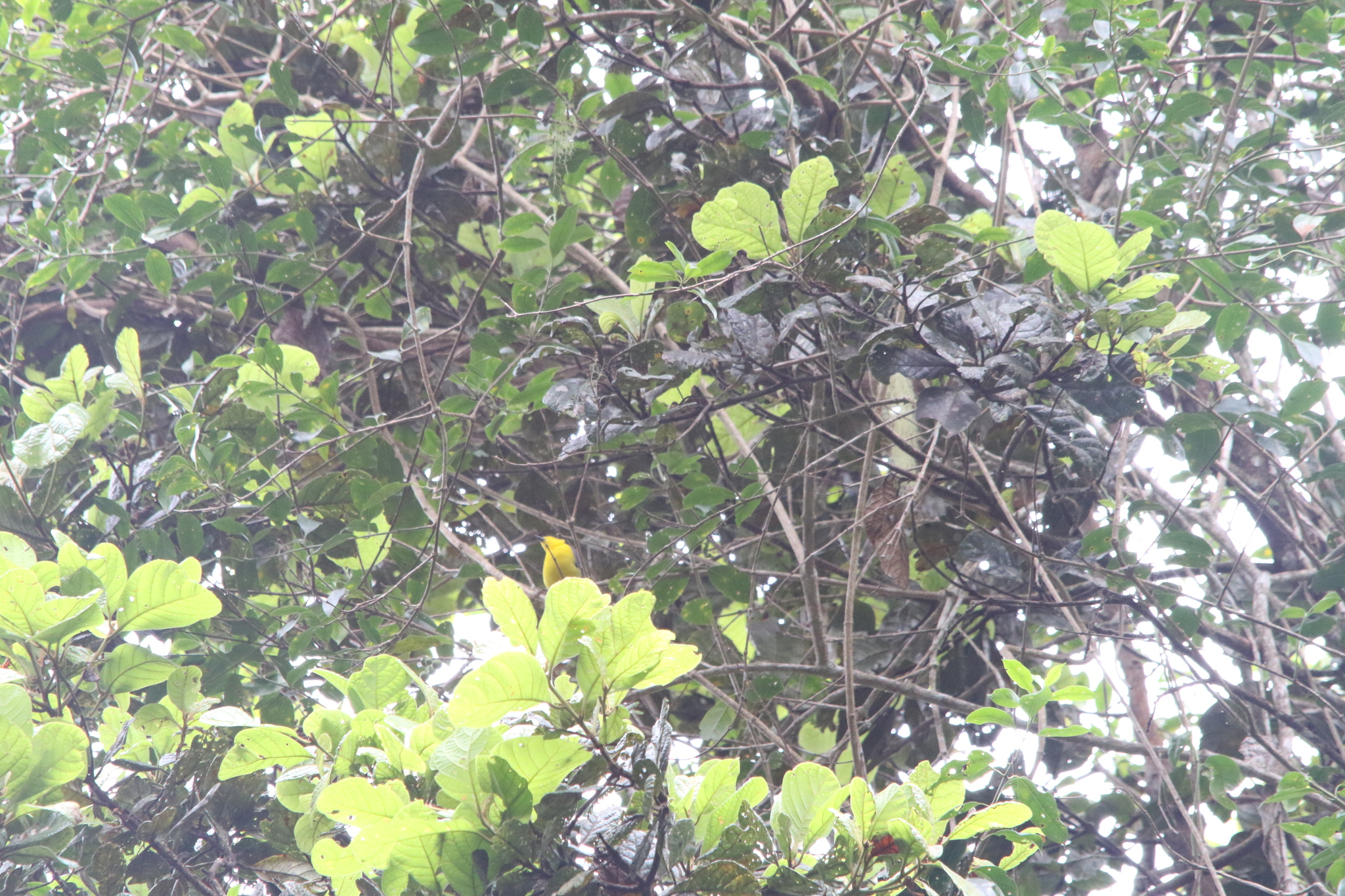 Goldenface (Pachycare flavogriseum), photo 7