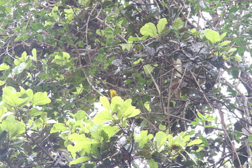 Goldenface (Pachycare flavogriseum), photo 8