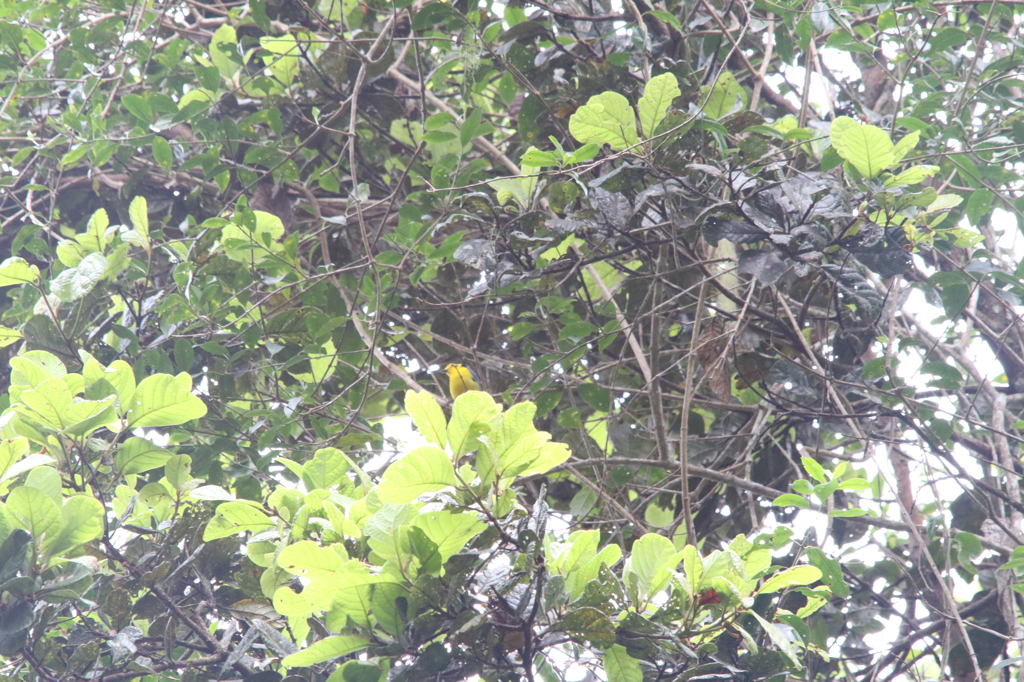 Goldenface (Pachycare flavogriseum), photo 8