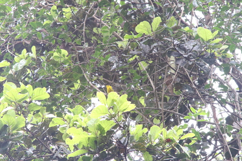 Goldenface (Pachycare flavogriseum), photo 2