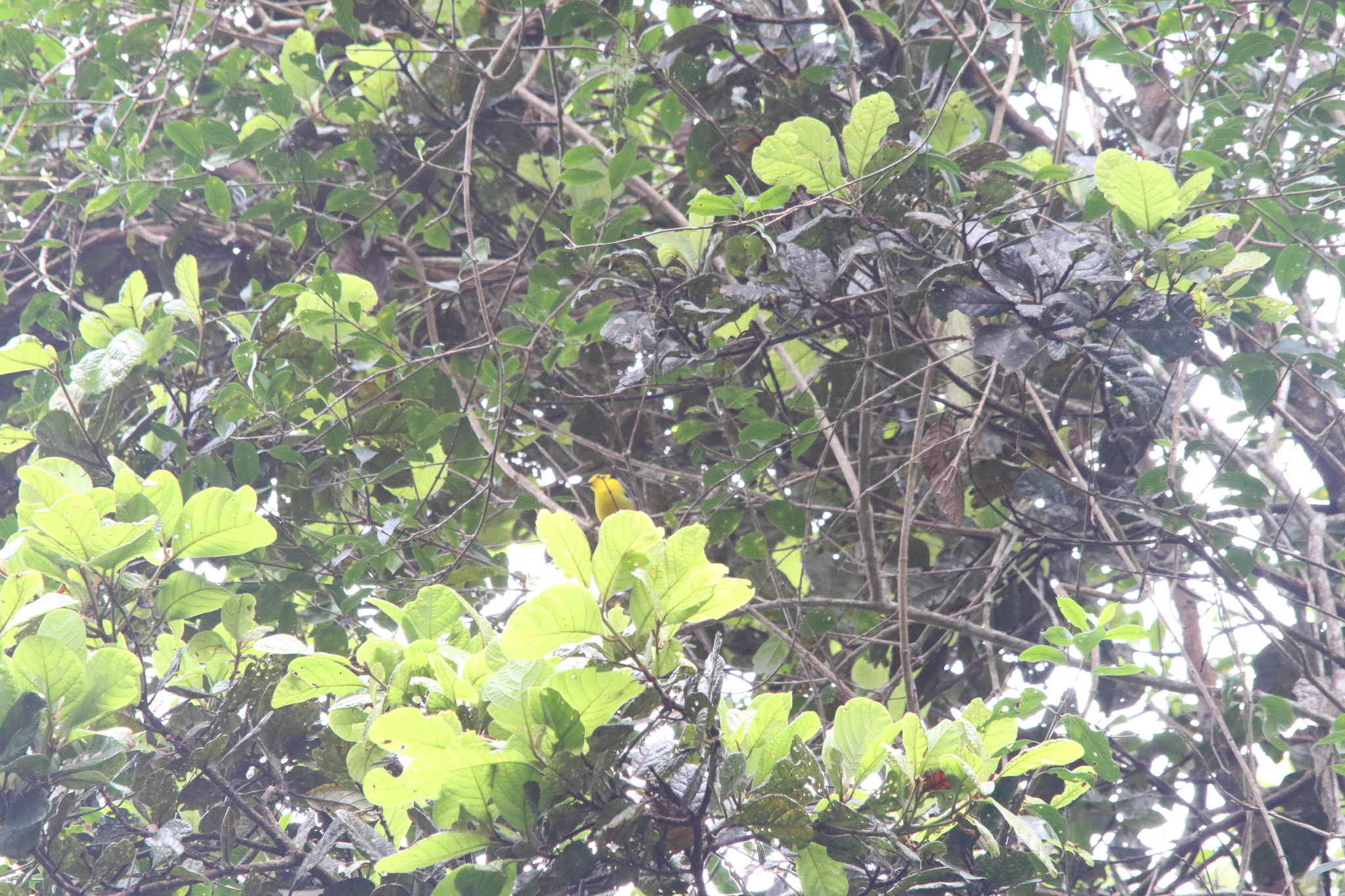 Goldenface (Pachycare flavogriseum), photo 2