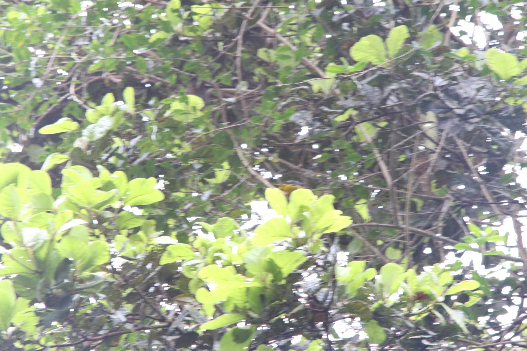 Goldenface (Pachycare flavogriseum), photo 10