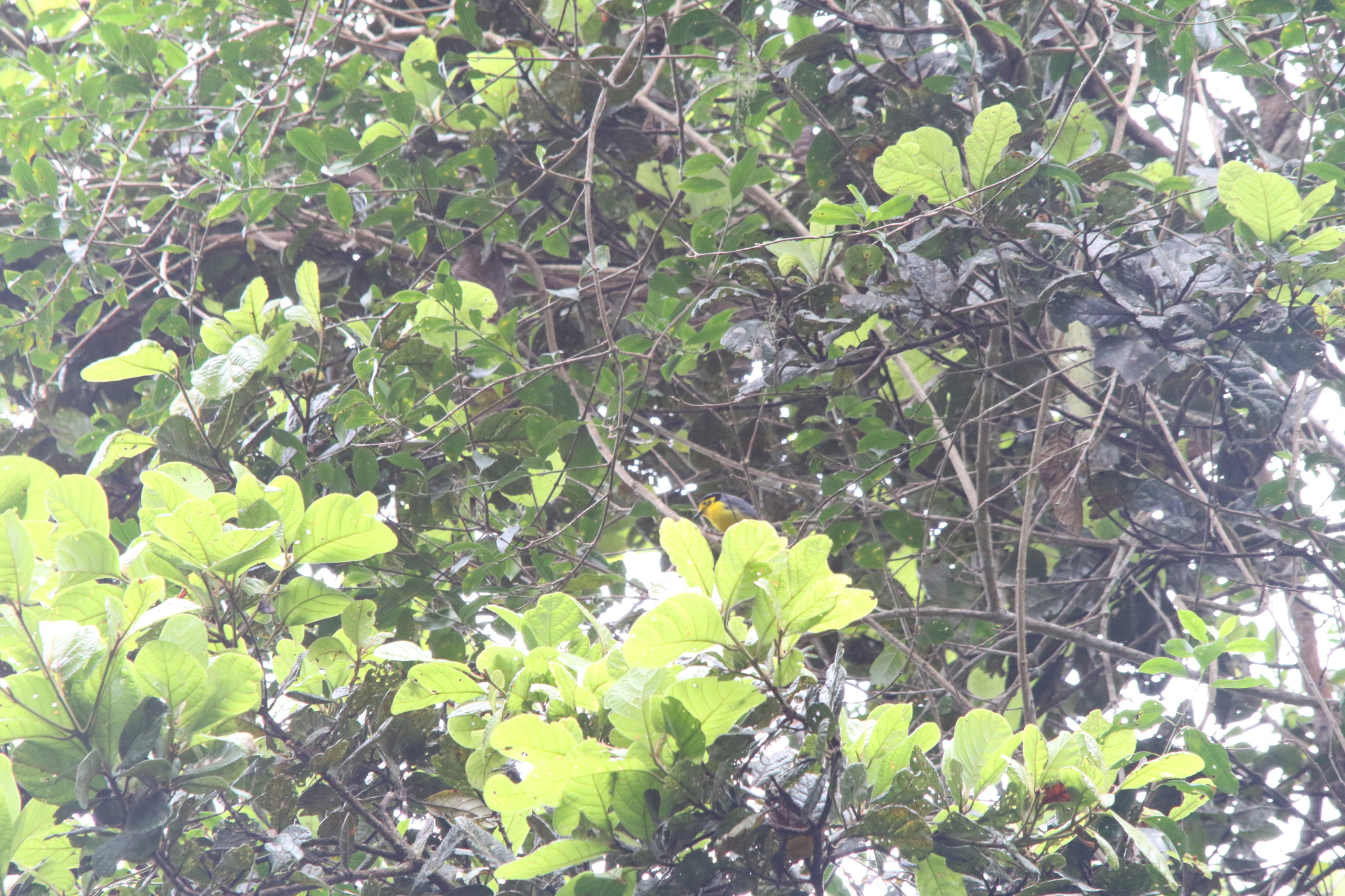 Goldenface (Pachycare flavogriseum), photo 1