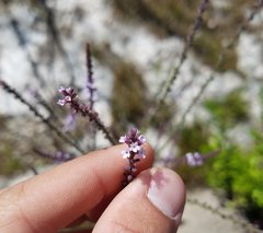 Verbena scabra