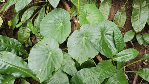 Begonia nelumbiifolia observed 2026-03-16
