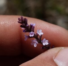 Verbena scabra