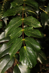 Berberis × hortensis