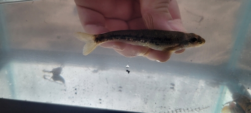 Kanawha Minnow (Phenacobius teretulus) — Cyprinidae