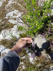Verbena scabra