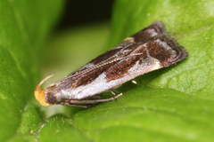 Dichomeris ochripalpella