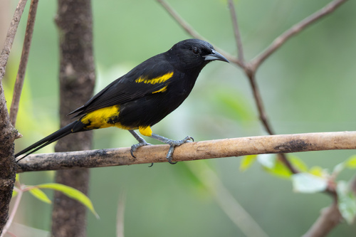 Hispaniolan Oriole (Icterus dominicensis), photo 2
