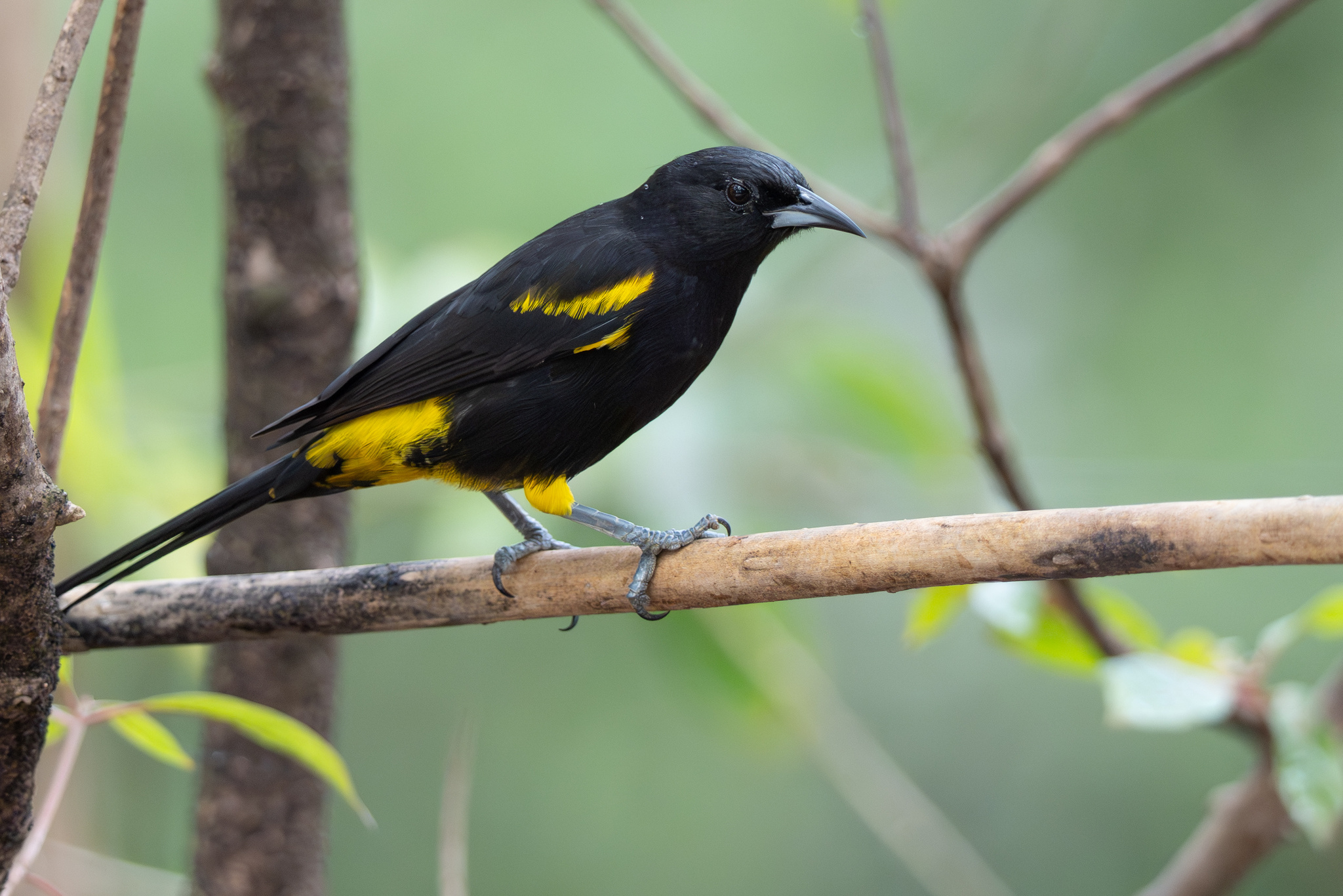 Hispaniolan Oriole (Icterus dominicensis), photo 2