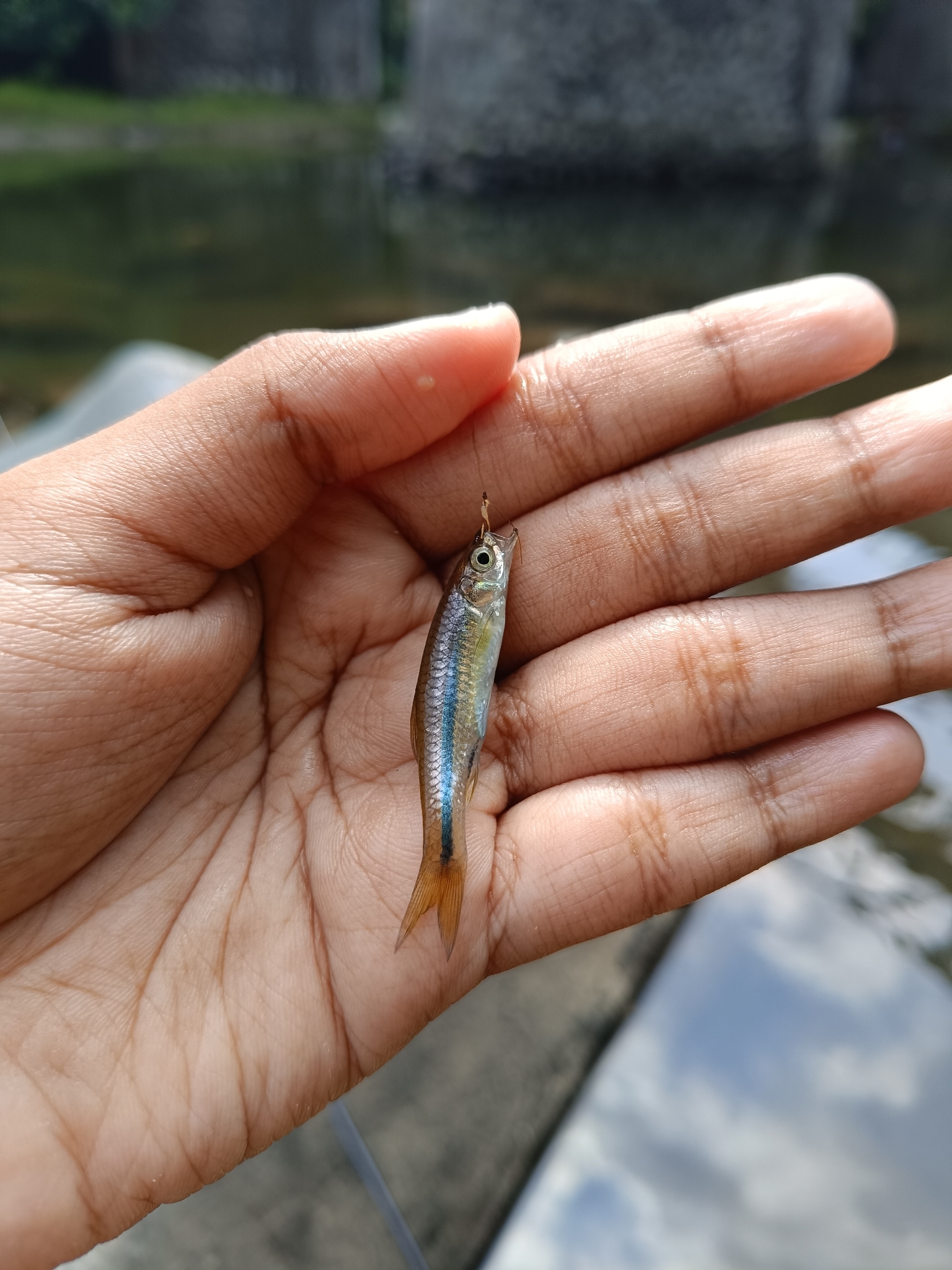 Sidestrap Rasbora photo 6