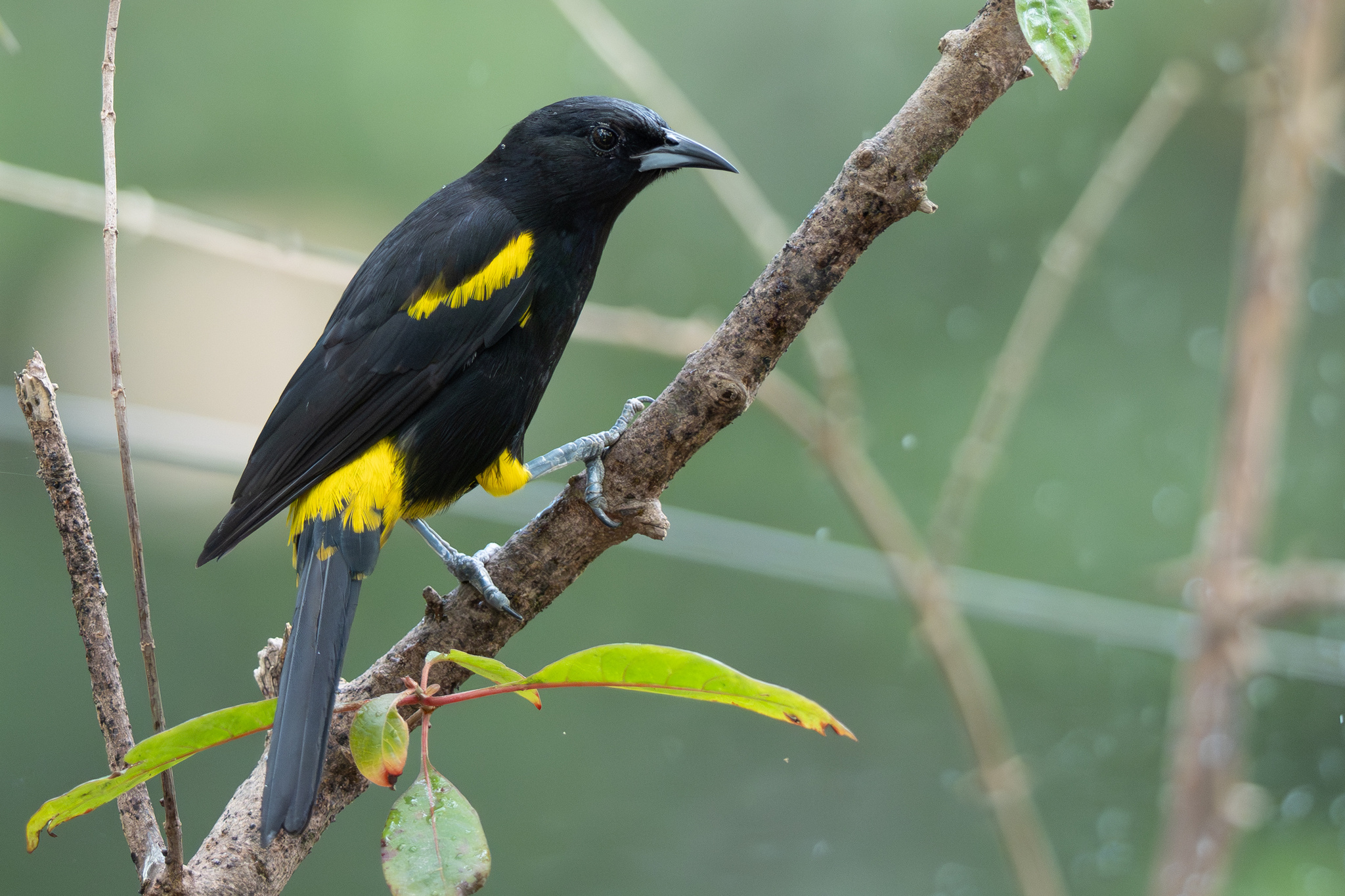 Hispaniolan Oriole (Icterus dominicensis), photo 3