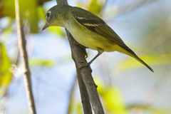 Vireo cassinii
