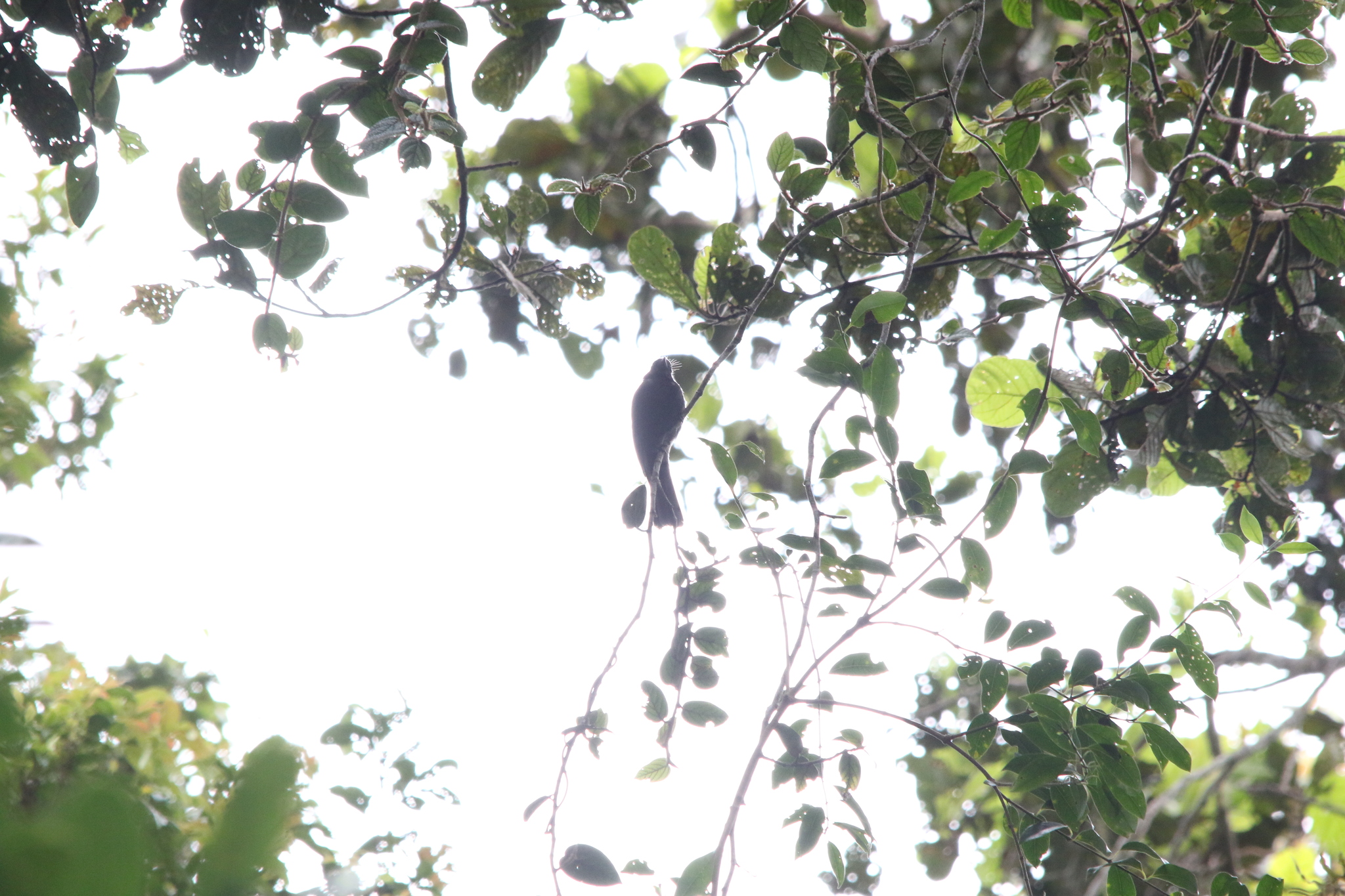 Drongo Fantail (Chaetorhynchus papuensis), photo 10