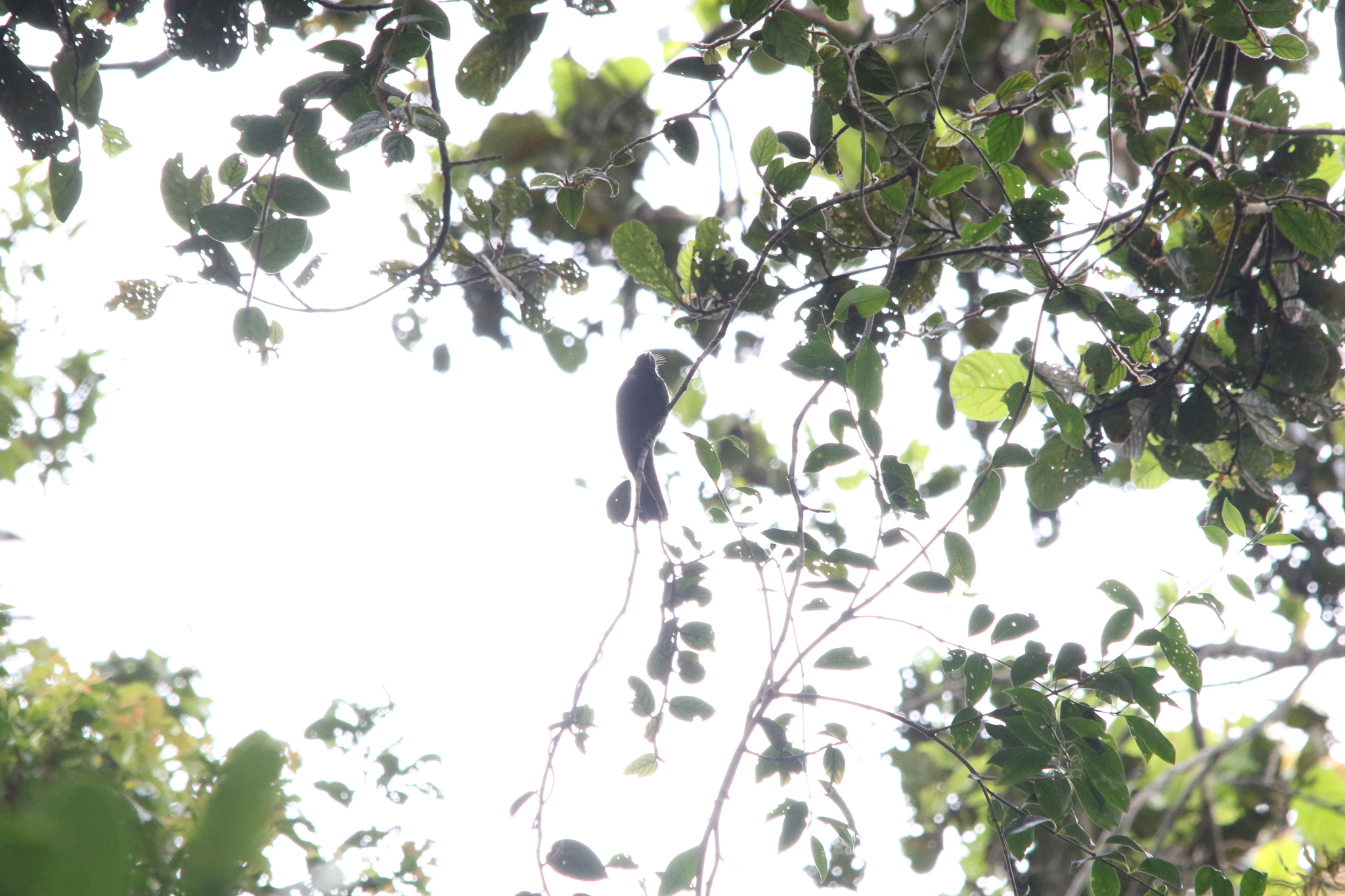 Drongo Fantail (Chaetorhynchus papuensis), photo 9