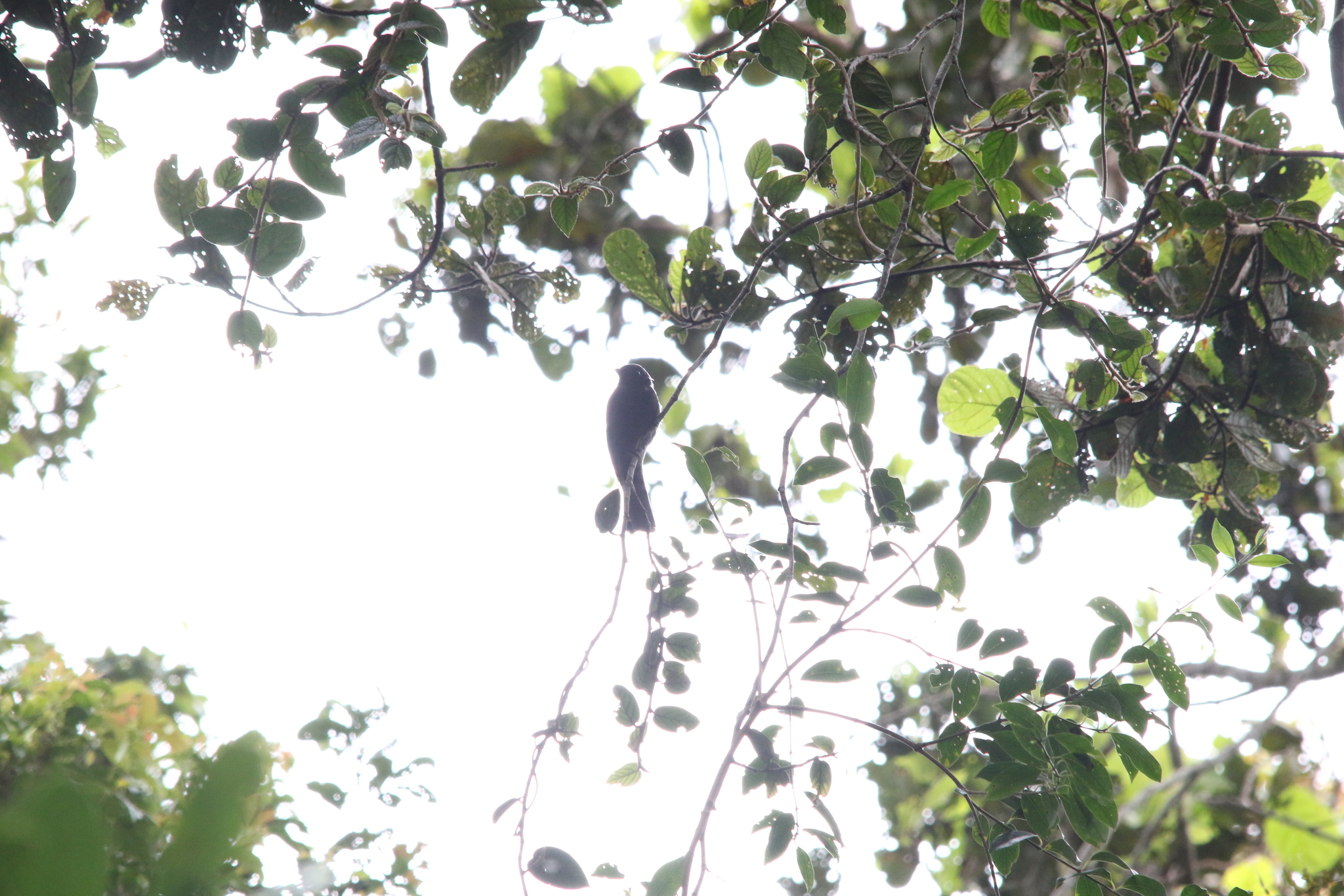 Drongo Fantail (Chaetorhynchus papuensis), photo 2