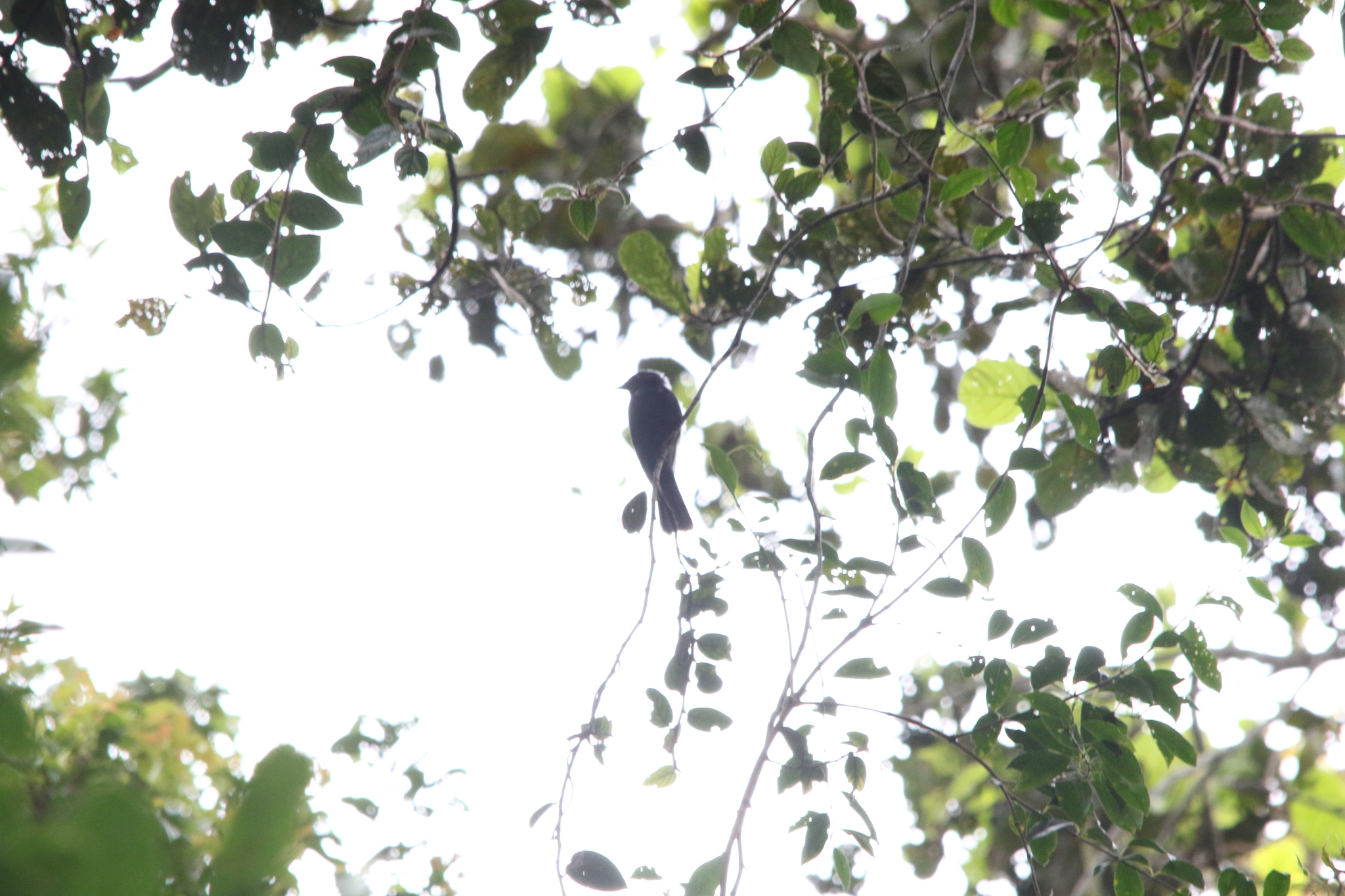 Drongo Fantail (Chaetorhynchus papuensis), photo 3