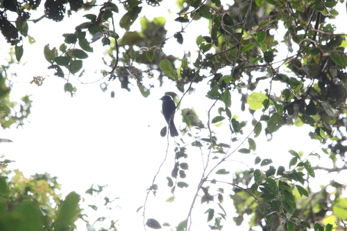 Drongo Fantail (Chaetorhynchus papuensis), photo 6