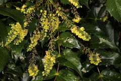 Berberis × hortensis