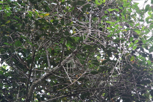 Vogelkop Scrubwren (Aethomyias rufescens), photo 3