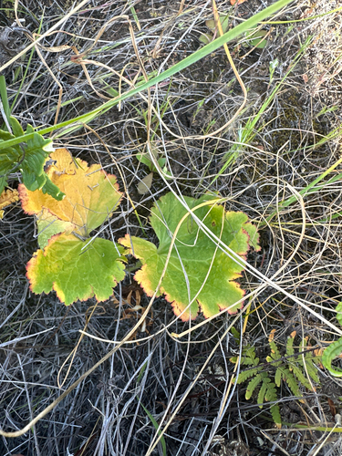 island jepsonia (Jepsonia malvifolia)