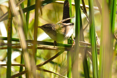 Cistothorus palustris