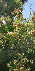 Baccharis punctulata