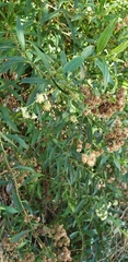 Baccharis punctulata