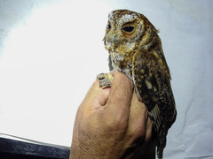 Psiloscops flammeolus