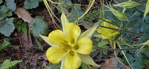 Golden columbine