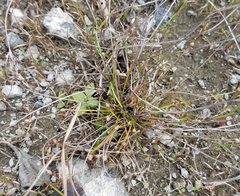 Eleocharis geniculata