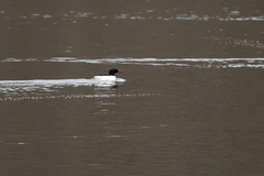 Mergus merganser