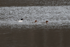 Mergus merganser