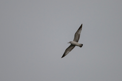 Larus delawarensis