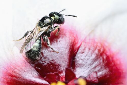Ceratina nautlana