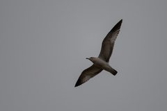 Larus delawarensis