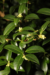 Osmanthus × burkwoodii