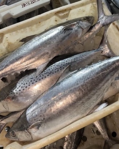 Korean seerfish (Scomberomorus koreanus) — Scombridae