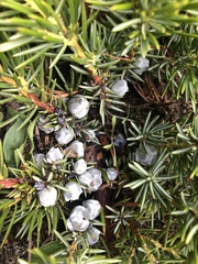 Juniperus rigida conferta
