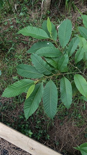 Champak (Magnolia champaca)