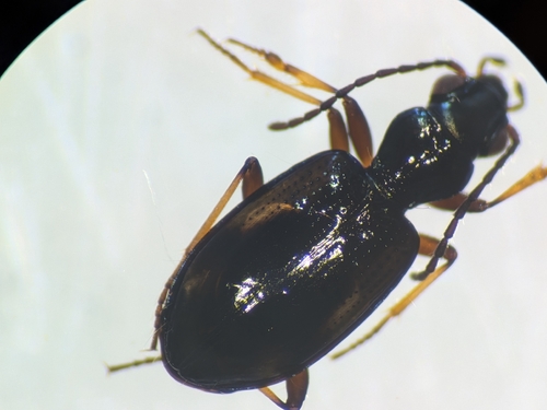 Bembidion callosum