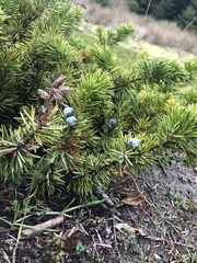 Juniperus rigida conferta