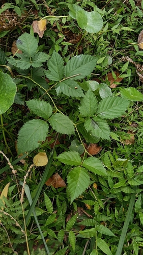 Bundy blackberry (Rubus laudatus)