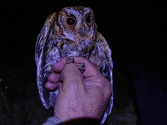 Psiloscops flammeolus