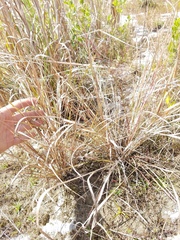 Eragrostis elliottii
